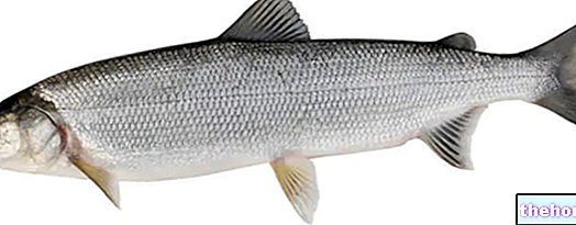 Ikan Putih: Sifat Pemakanan dan Memasak