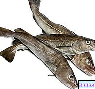 سمك القد: الخصائص الغذائية والطبخ