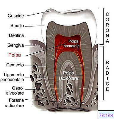 Zubná dreň
