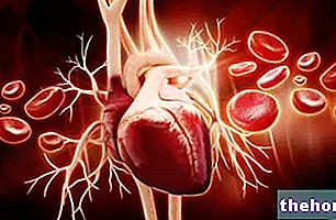 Srdce: srdcový cyklus, aorta a kuriozity na srdcovom svale