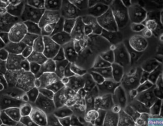 Hépatocytes : les cellules du foie