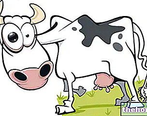 Nori krava: kaj je to? Vzroki, simptomi, diagnoza, terapija in odnosi s človekom
