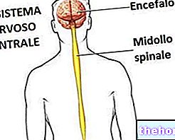 Centrinė nervų sistema