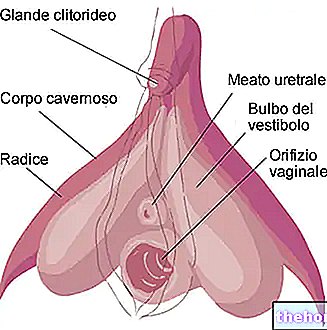 santé des femmes - Clitoris