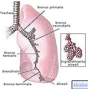 Alvéoles pulmonaires