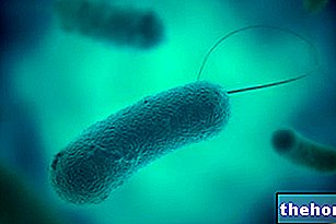 Legionella: kas tai? Charakteristikos, užkrečiamosios ligos ir susijusios ligos