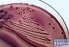 Escherichia coli dalam air kencing