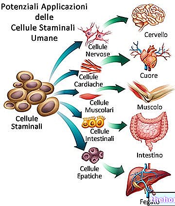 Matične celice: kaj so in za kaj se uporabljajo