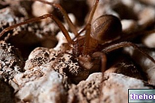 Uštipnutie husľovým pavúkom: Je to vážne? Príznaky, komplikácie, starostlivosť a liečba