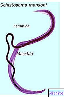 Schistosoma - schistosomatoza