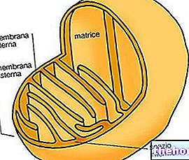 Siseruumides jalgrattasõit, mitokondrid ja kaalulangus
