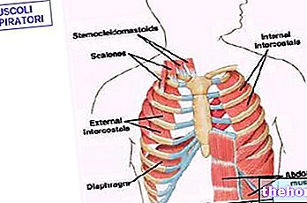 Sistem pernafasan dan gimnastik pernafasan