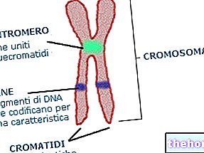 Kromosoomid ja kromosomaalsed mutatsioonid