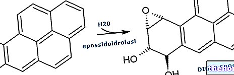 Hydrocarbures aromatiques polycycliques