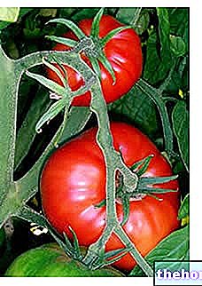 Tomatid: omadused ja eelised