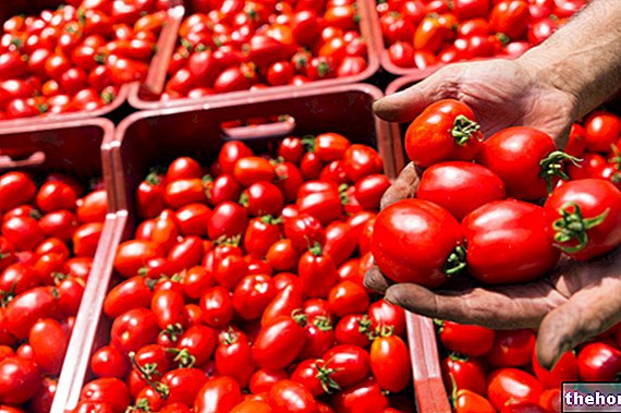 Tomaatti pähkinänkuoressa, yhteenveto tomaateista
