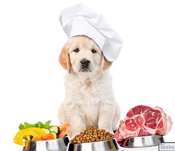 Koiran ja pennun ruokinta