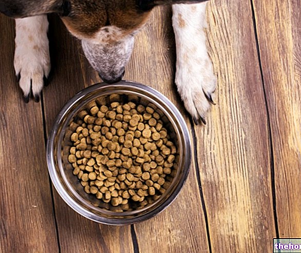 תזונה של הכלב בהריון ומניקות - תזונה של כלב מבוגר