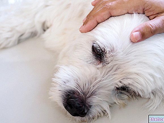 Припадъци и епилепсия при кучета и котки