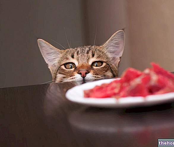 Котка: По -добра домашна диета или промишлена храна?