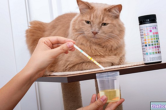 Kystiitti kissoilla: syyt, oireet, hoito ja ehkäisy