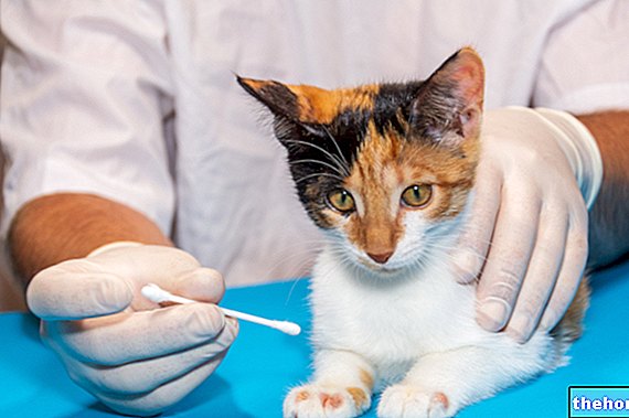 Silsa koirilla ja kissoilla: syyt, oireet ja korjaustoimenpiteet