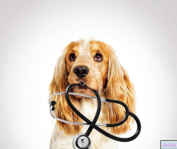 Leishmaniose canine : qu'est-ce que c'est, ses causes et ses symptômes