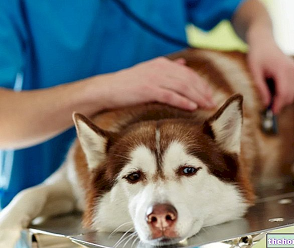โรคลิชมาเนียในสุนัข: การวินิจฉัยและการรักษา