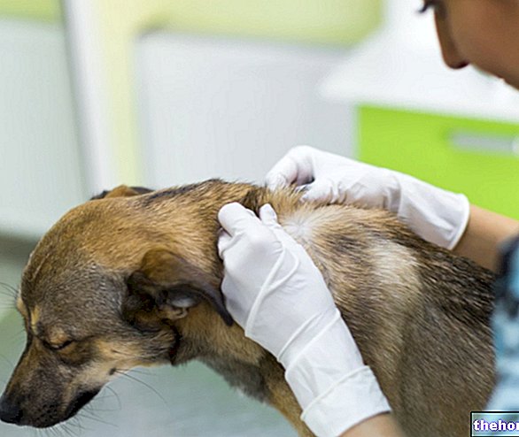 מחלות עור בבעלי חיים: דרמטופיטוזיס
