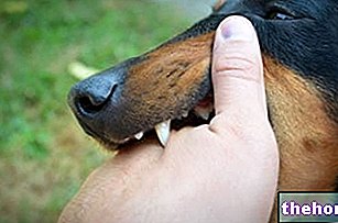 Morsure de chien : qu'est-ce que c'est ? Causes, risques et traitement