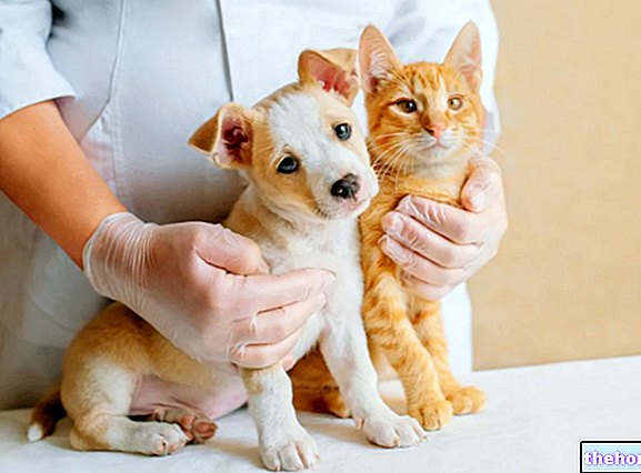개와 고양이를 위한 백신 선택