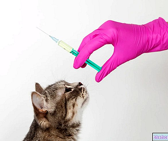 Vacunación del gato