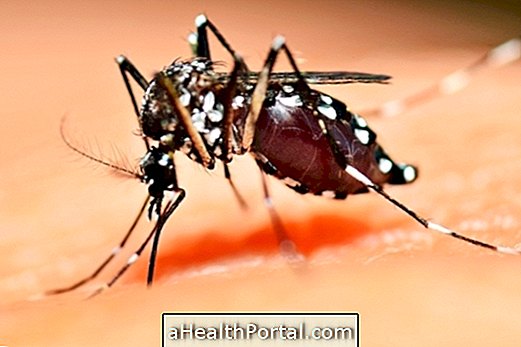 En savoir plus sur le cycle de vie de Aedes Aegypti