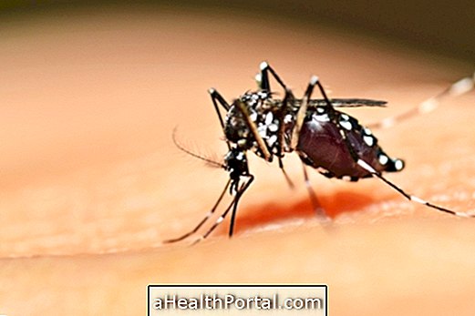 Apprenez à identifier et à combattre le moustique Aedes Aegypti