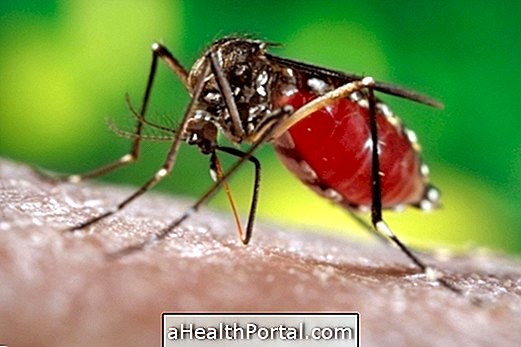 Apprenez comment se fait la transmission de la dengue