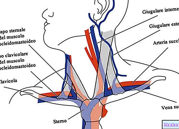Подключичная вена анатомия