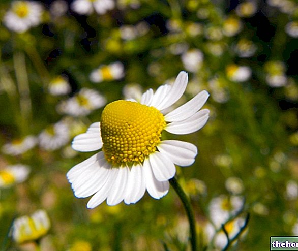 Anthemis Nobilis