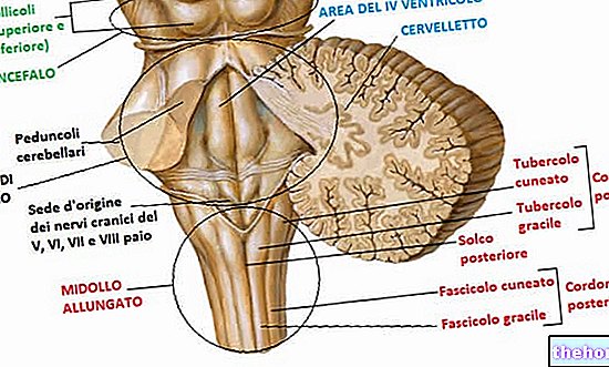 En que consiste la donacion de medula