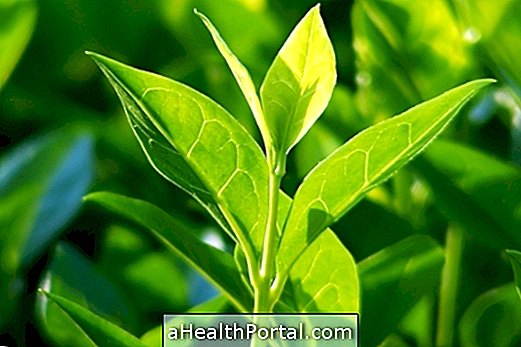 Propriétés du thé vert (Camellia sinensis)