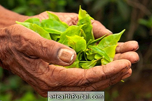 Comprendre les effets de la plante Ayahuasca sur le corps
